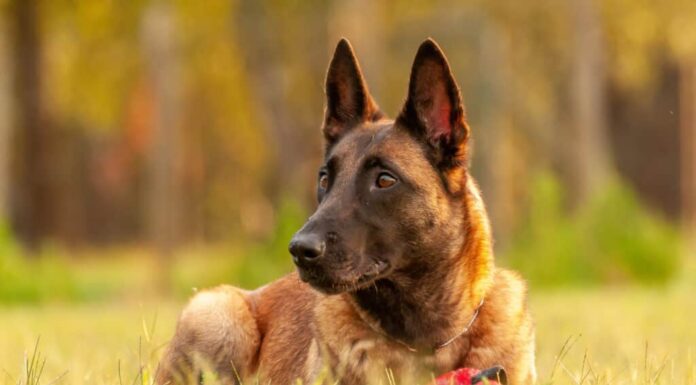 Malinois belga