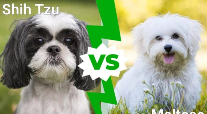 Shih Tzu vs maltese: confrontare queste adorabili razze per aiutarti a scegliere

