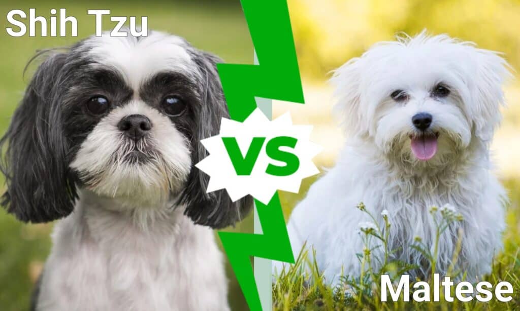 Shih Tzu vs maltese: confrontare queste adorabili razze per aiutarti a scegliere