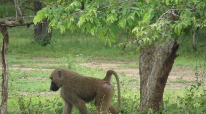 I luoghi più comuni per trovare le scimmie in tutto il mondo
