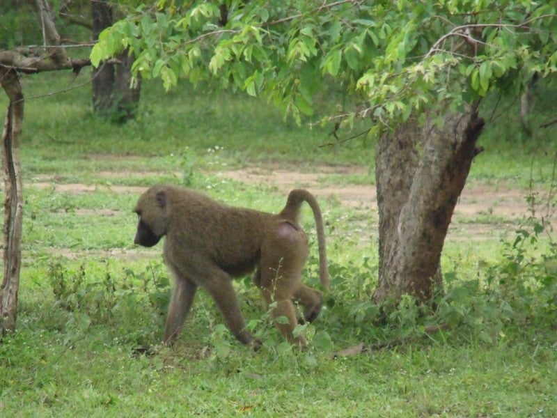 I luoghi più comuni per trovare le scimmie in tutto il mondo