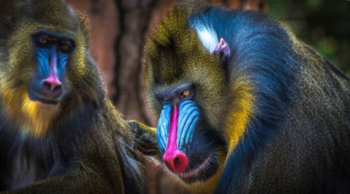 Gli animali più colorati: il mandrillo