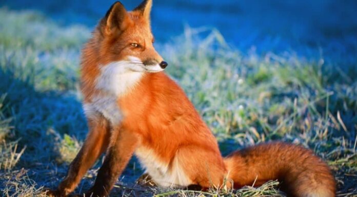 Razze di cani selvatici: volpe rossa