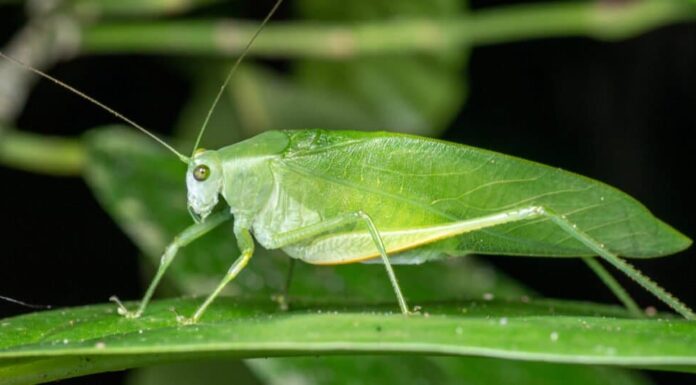 Animali mimetici: 10 animali che usano la mimica per sopravvivere
