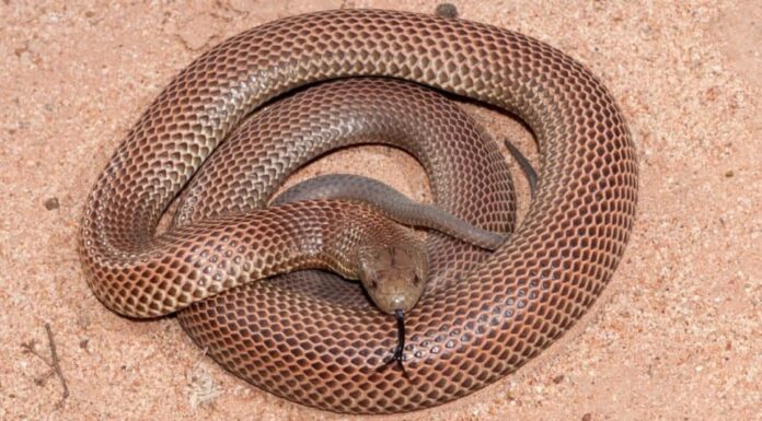 Serpenti più grandi: il serpente King Brown
