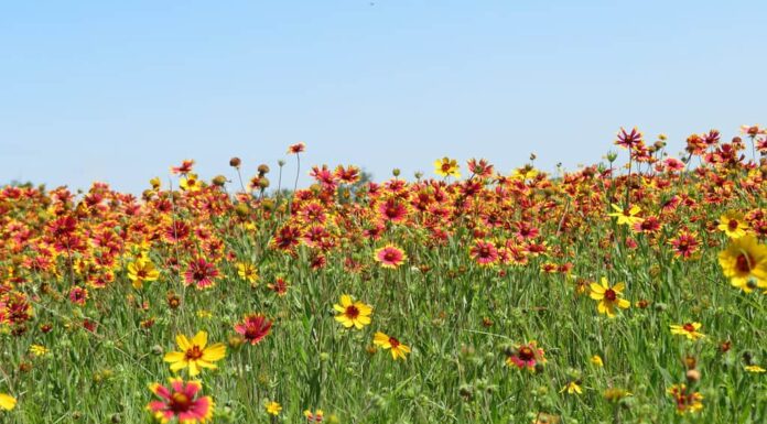 I fiori selvatici della coperta indiana coprono un campo nel Texas Hill Country fuori Bandera, Texas.