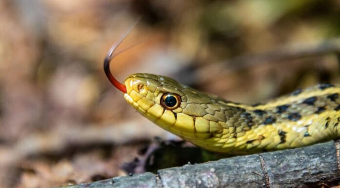 Thamnophis brachystoma, il serpente giarrettiera dalla testa corta o serpente giarrettiera dalla testa corta