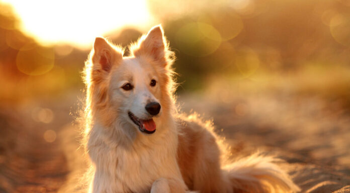 collie di confine dorato