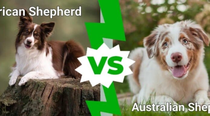 pastore americano contro pastore australiano