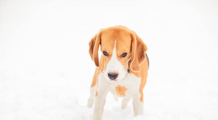 Cucciolo di beagle inglese per una passeggiata in una giornata invernale