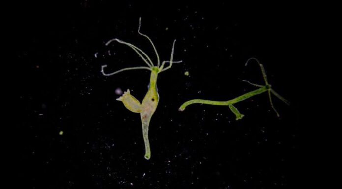 I 9 animali più interessanti del mondo
