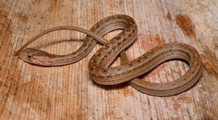 Perché i serpenti mangiano se stessi?
