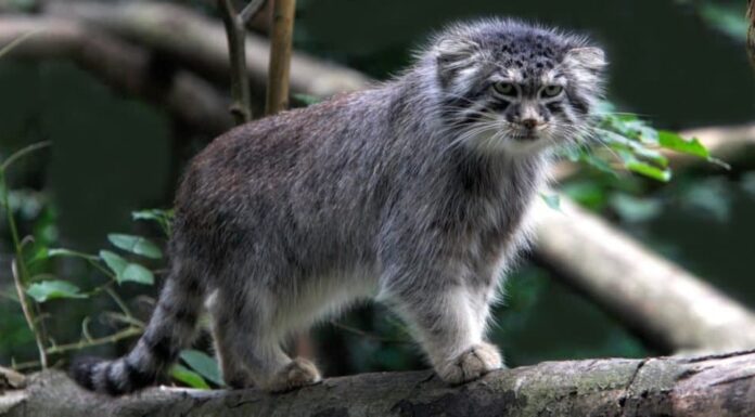 Gatti più piccoli: il gatto di Pallade