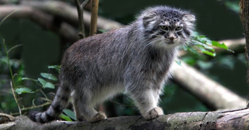 Gatti più piccoli: il gatto di Pallade