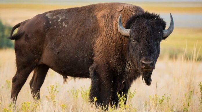 Animali più alti: bisonte americano