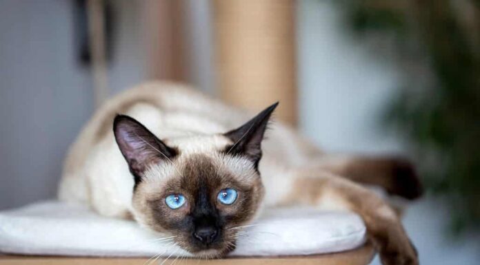 Animale da compagnia, gattino siamese