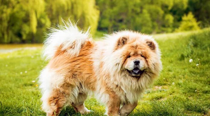 Cane Chow-Chow