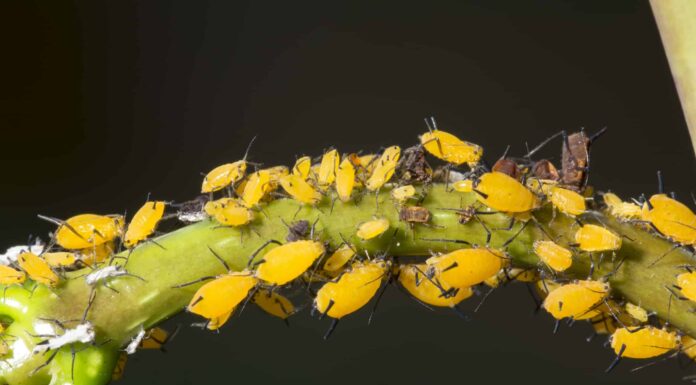 I 15 parassiti più comuni che danneggiano le piante di pomodoro
