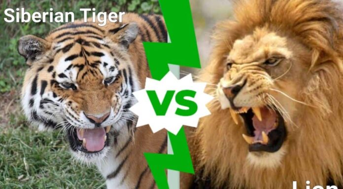 Tigre siberiana contro leone: quale grande felino regna supremo?
