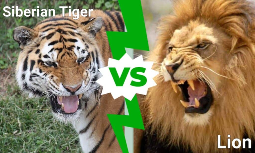 Tigre siberiana contro leone: quale grande felino regna supremo?
