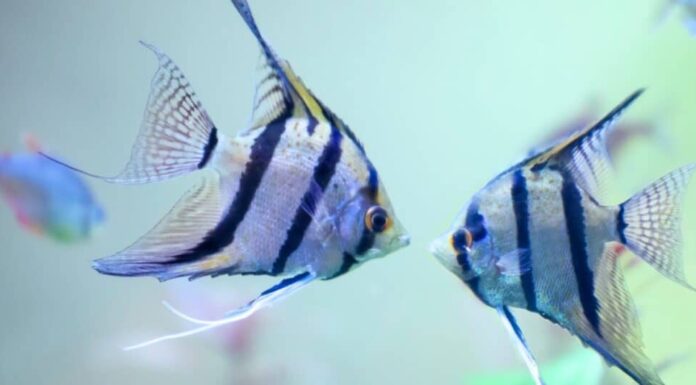 Due pesci angelo d'argento che nuotano faccia a faccia