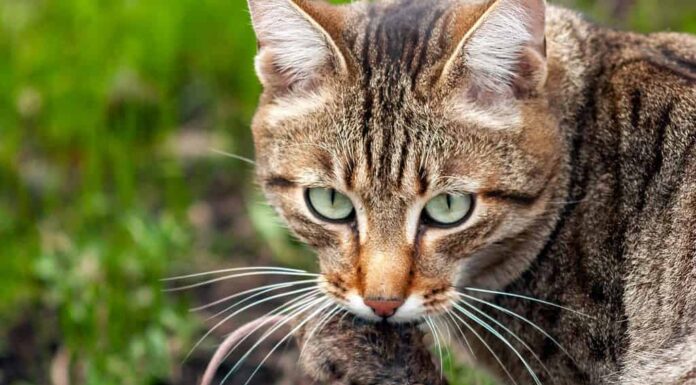 Il gatto sta dando la caccia a un topo.  Il gatto tiene un topo tra i denti.