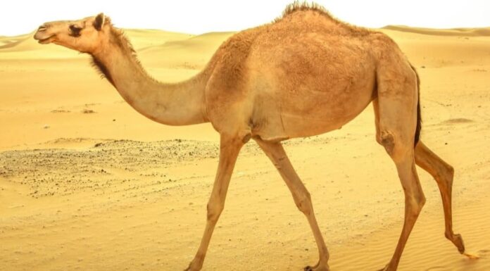 Incredibili animali del deserto: dromedario