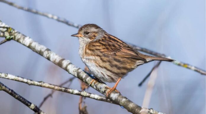 Dunnock