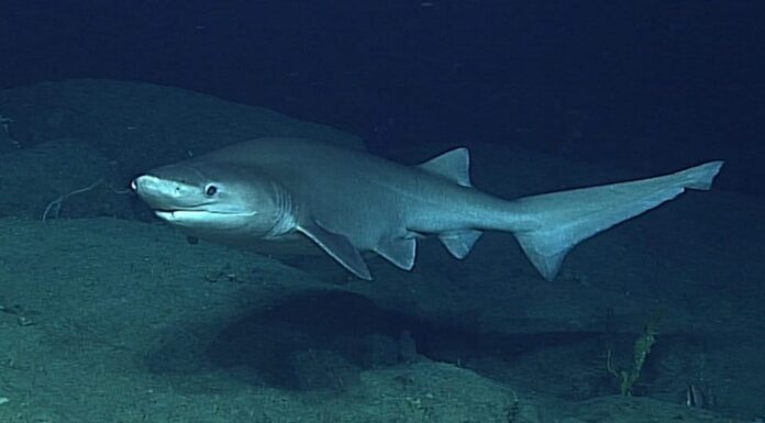 Il più grande squalo: Sixgill dal naso smussato