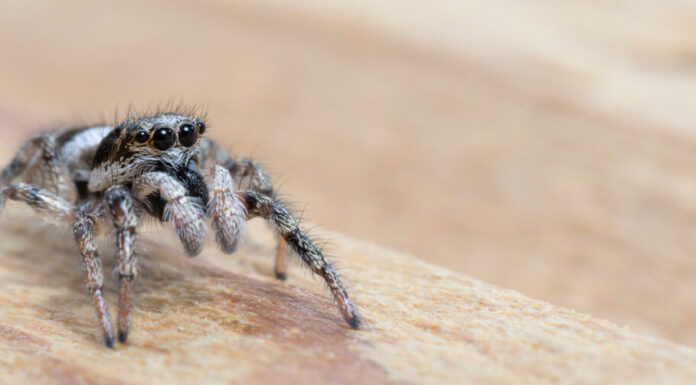 Ragno saltatore zebrato