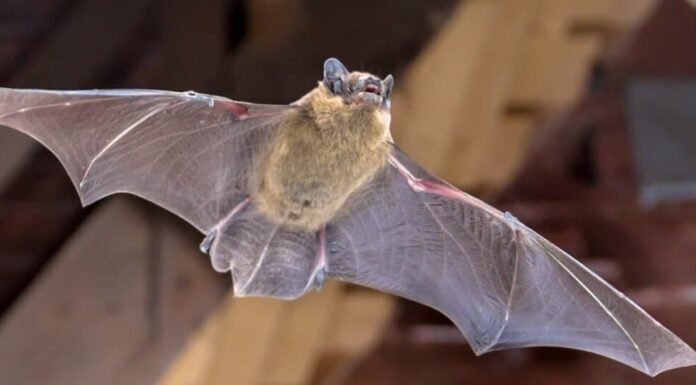 Gli animali del Nord America vanno in letargo