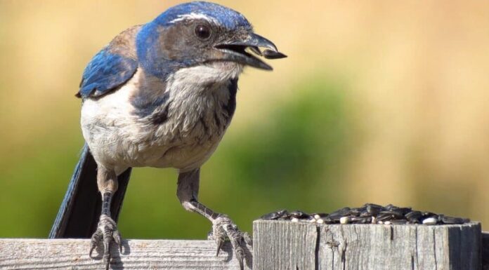 I 9 uccelli più intelligenti del mondo (e come usano la loro intelligenza)
