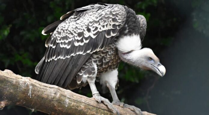 Il grifone più alto degli uccelli volanti-Ruppells