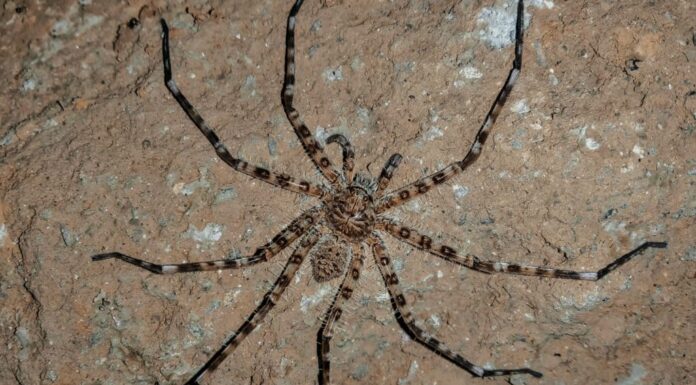 Ragno cacciatore gigante