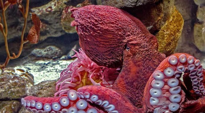 Polpo gigante del Pacifico - Enteroctopus dofleini