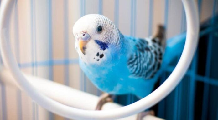 10 uccelli che cinguettano più forte
