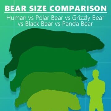 NO!  Gli orsi non possono essere addomesticati ed ecco perché