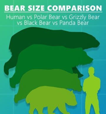  NO!  Gli orsi non possono essere addomesticati ed ecco perché
