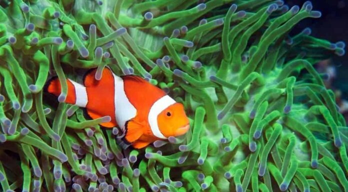 Anemone verde e pesce pagliaccio