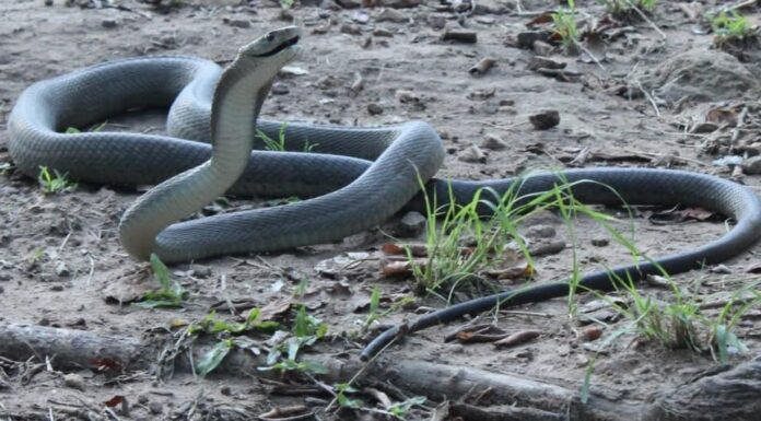 I serpenti più velenosi del mondo: il Black Mamba
