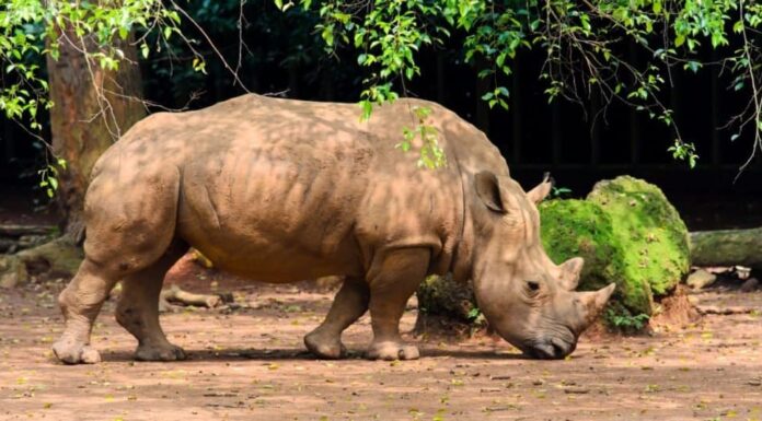 Animali più piccoli: rinoceronteAnimali più piccoli: rinoceronte