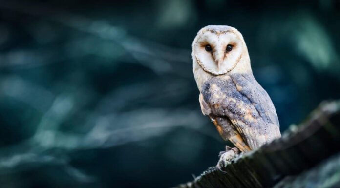 10 animali che restano svegli tutta la notte
