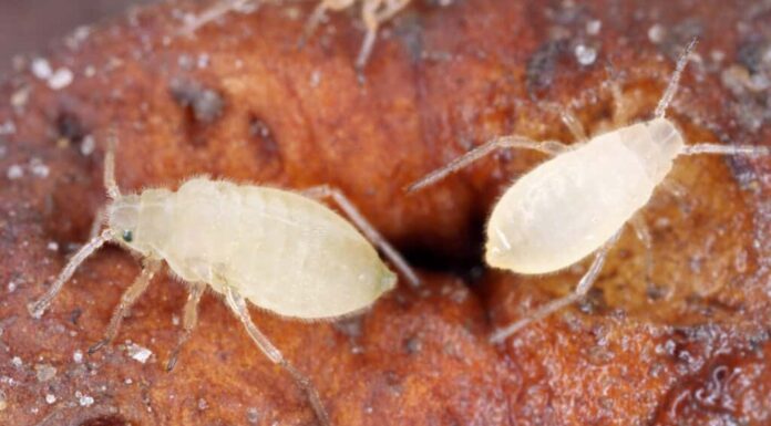 Primo piano di una colonia di afidi radicali (Trama troglodytes) che succhiano le radici di tarassaco.