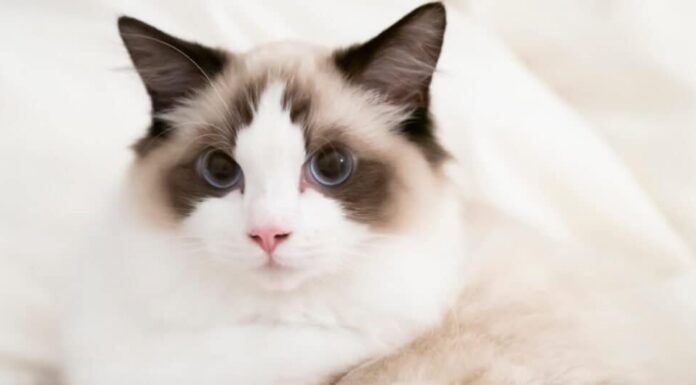 gatto-ragdoll-cioccolato-bicolore-sdraiato