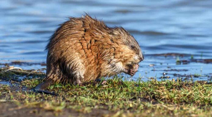 Scopri 8 animali che assomigliano ai castori (ma non lo sono!)
