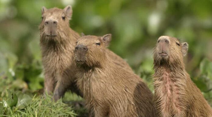Piccoli capibara