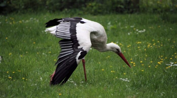 10 uccelli con il becco più lungo e come li usano
