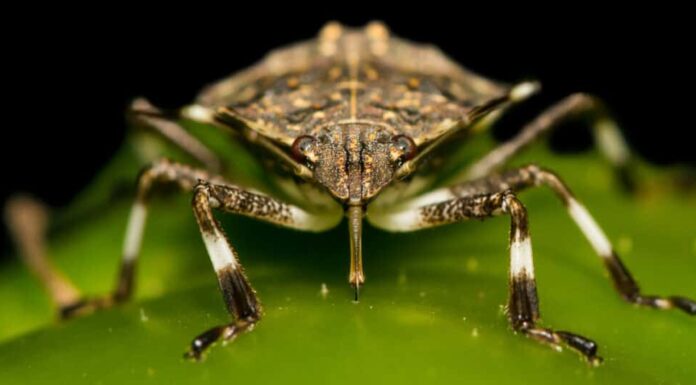 Cosa mangiano le cimici puzzolenti - Mangiare le cimici puzzolenti