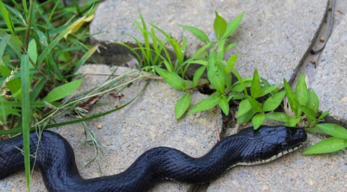 Un serpente nero (Pantherophis obsoletus) che striscia su pietre miliari in un giardino