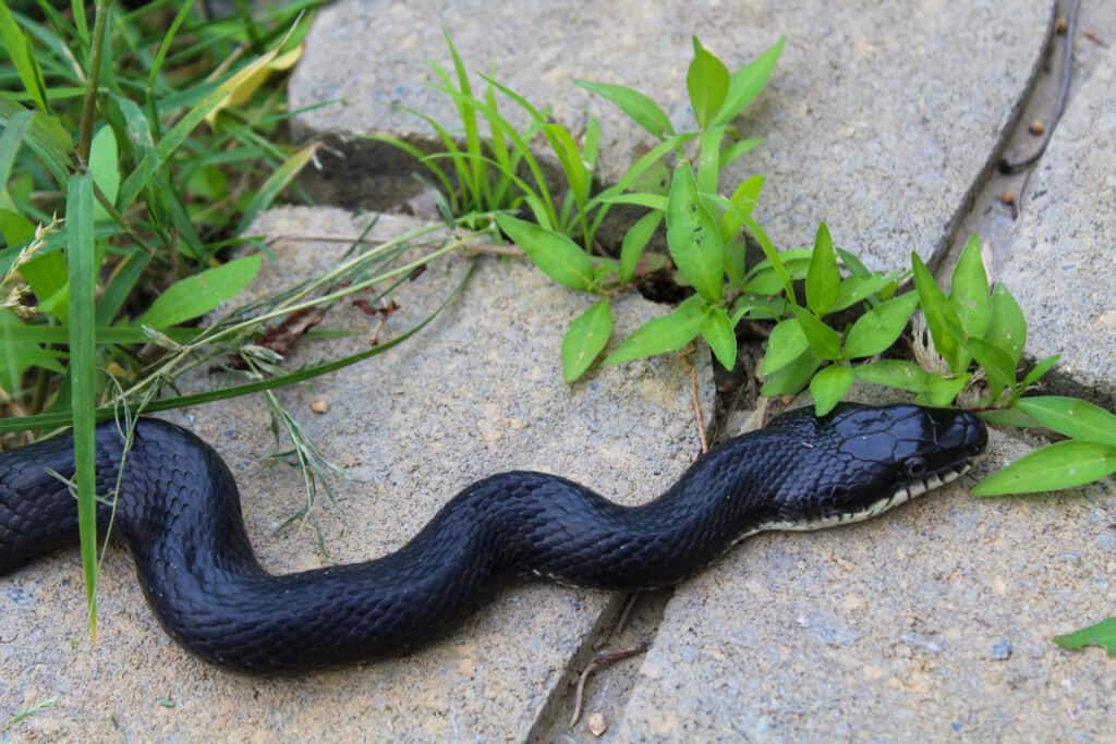 Un serpente nero (Pantherophis obsoletus) che striscia su pietre miliari in un giardino
